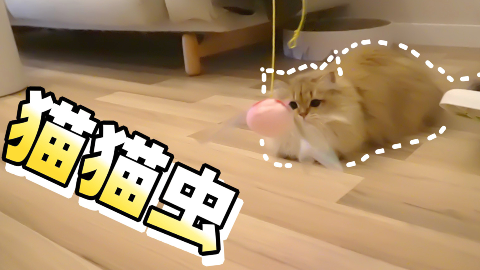 给金渐层麻糬买了新玩具,小猫咪开心到飞起,软糖:玩具谁没有?【两个人一条狗】